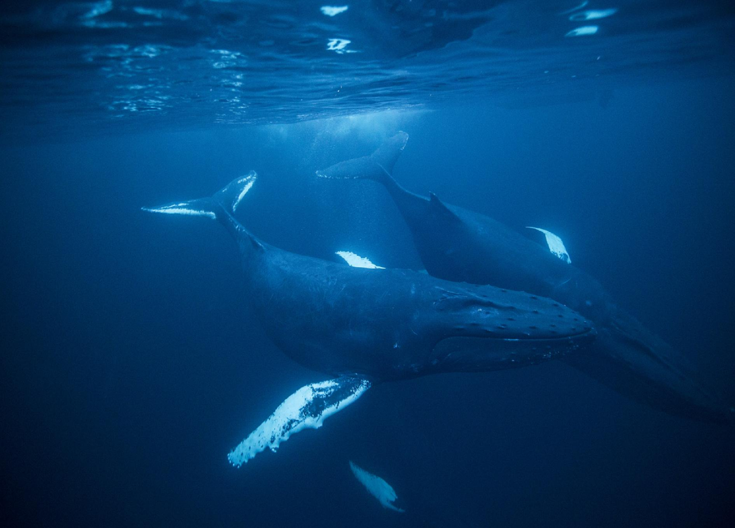 Humpbackwhale, an sea animal that can be seen in every ocean