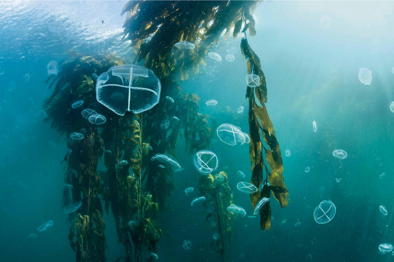 Sea ecosystem